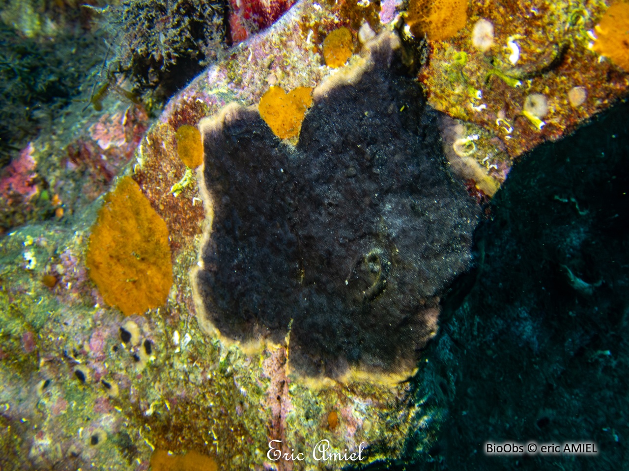 Bryozoaire encroûtant noir - Reptadeonella violacea - eric AMIEL - BioObs