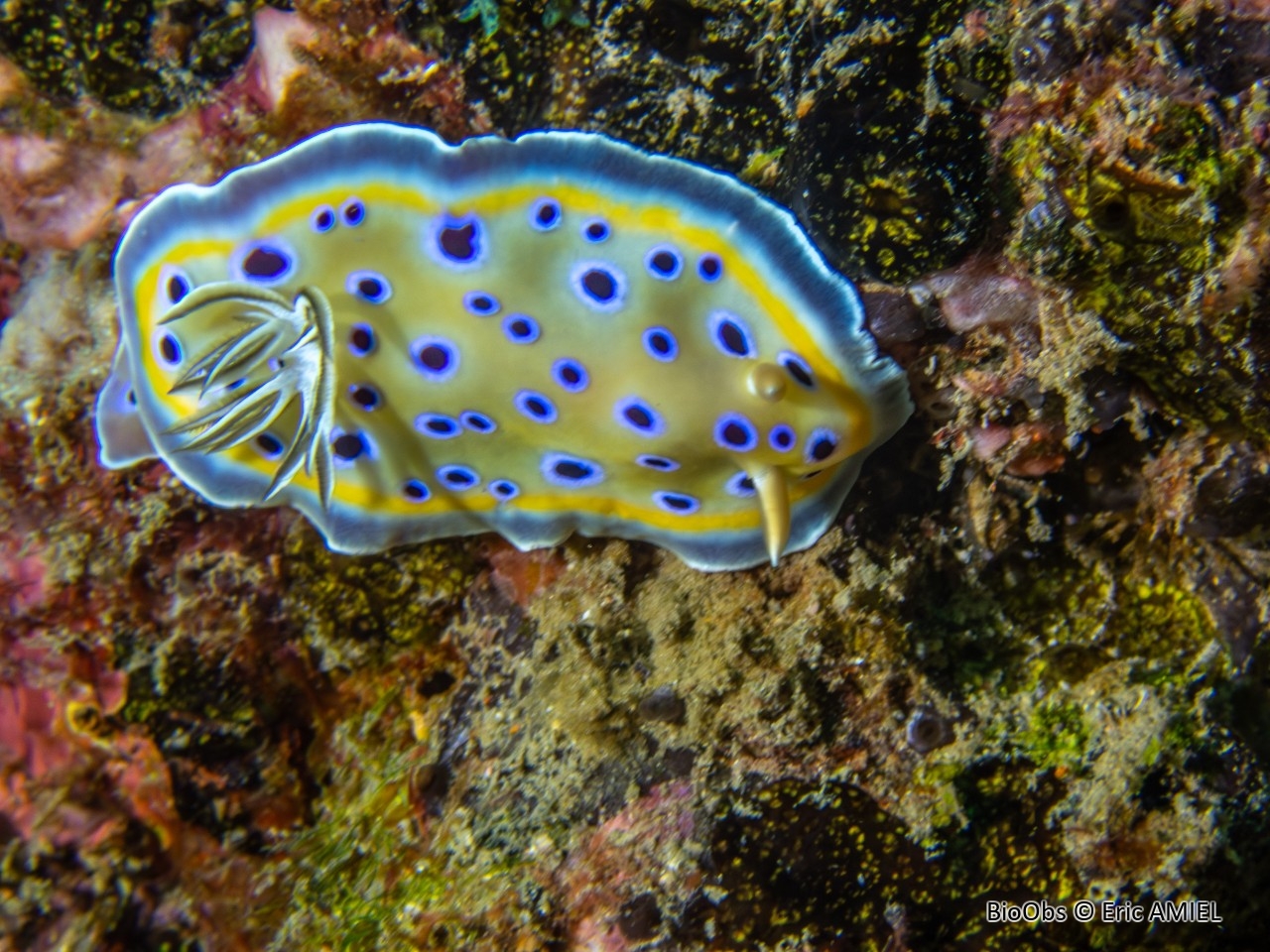 Chromodoris jumeau - Goniobranchus geminus - Eric AMIEL - BioObs