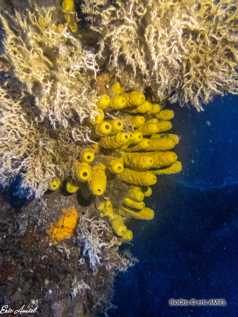 Eponge cavernicole jaune - Aplysina cavernicola - eric AMIEL - BioObs