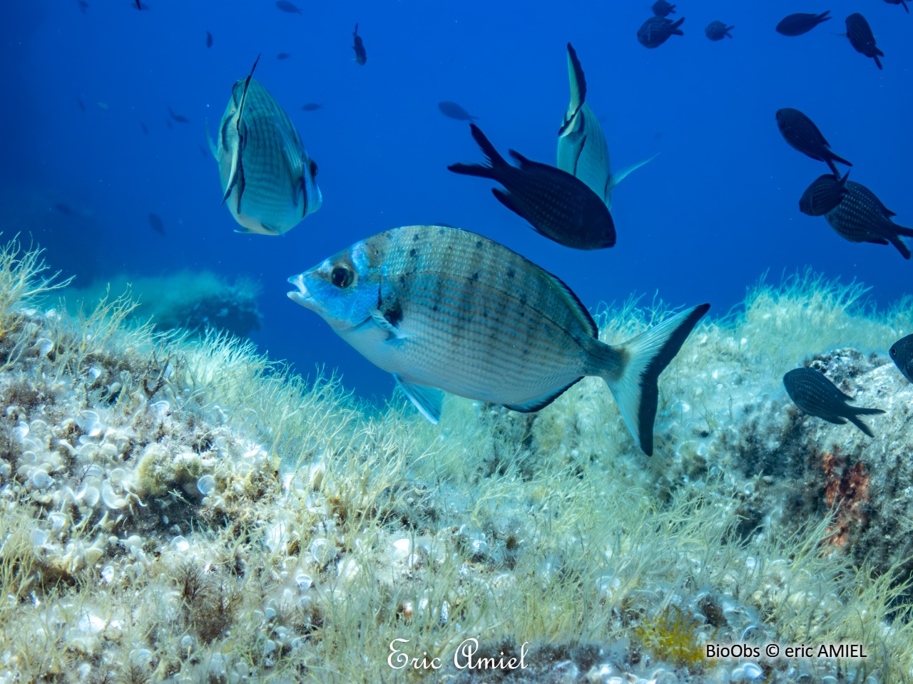 Sar à museau pointu - Diplodus puntazzo - eric AMIEL - BioObs