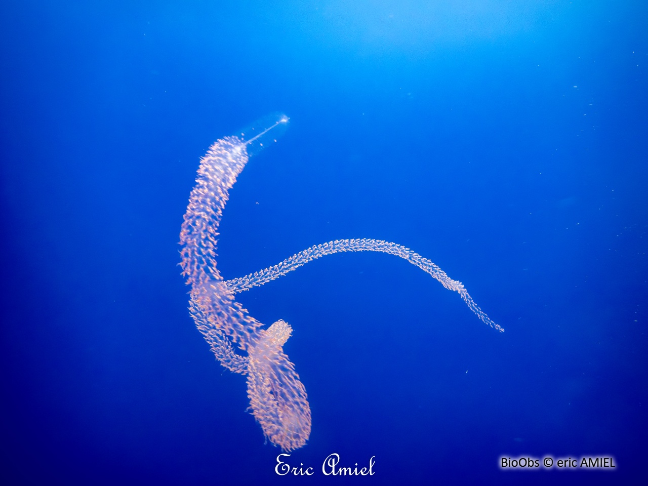 Siphonophores Forskalia (edwardsii/contorta) - Forskalia - eric AMIEL - BioObs
