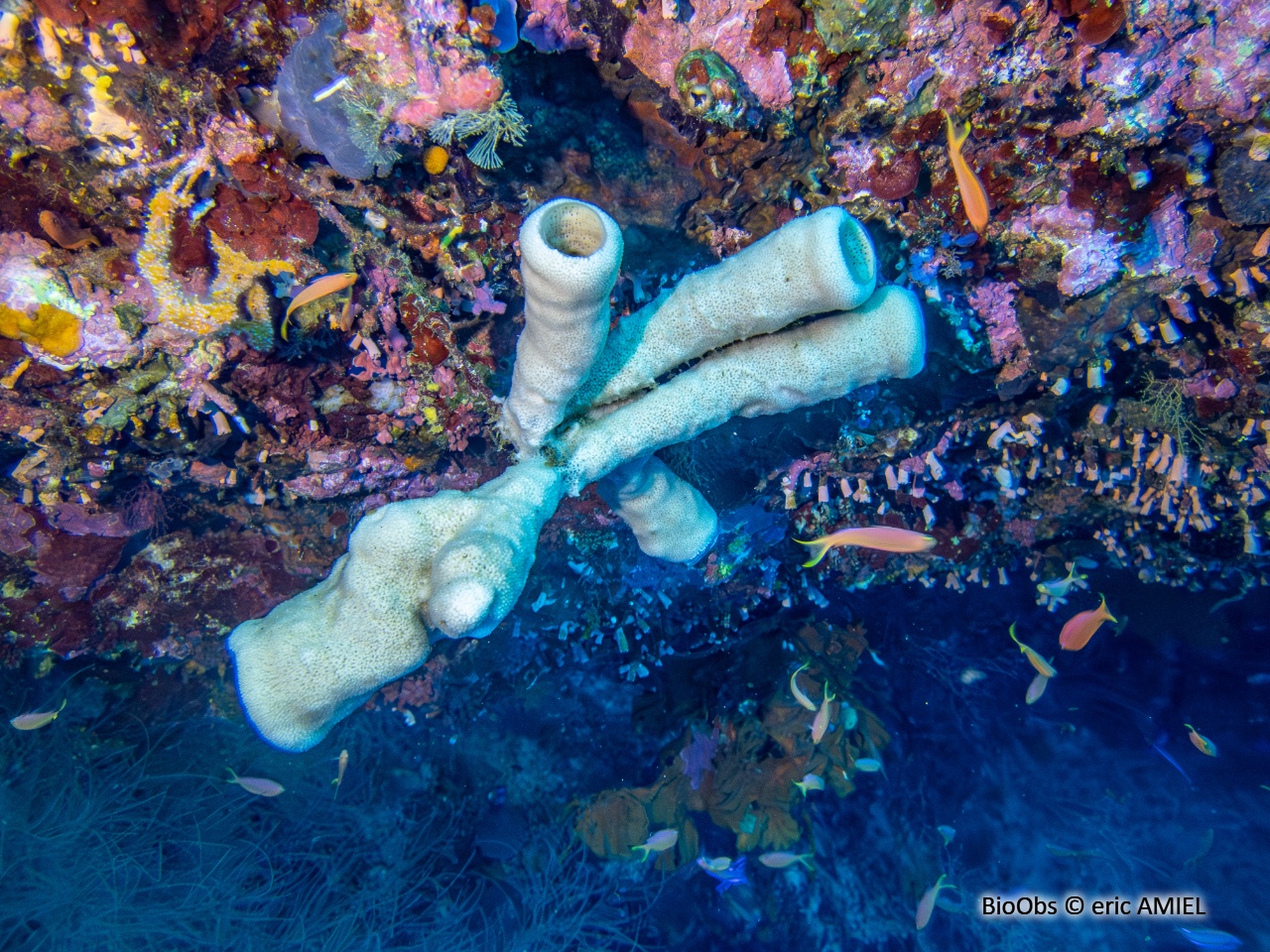 Eponge tubulaire mauve - Callyspongia (Callyspongia) siphonella - eric AMIEL - BioObs
