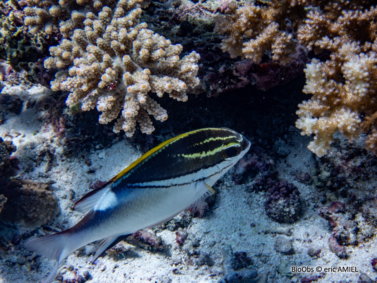 Happeur à deux lignes - Scolopsis bilineata - eric AMIEL - BioObs