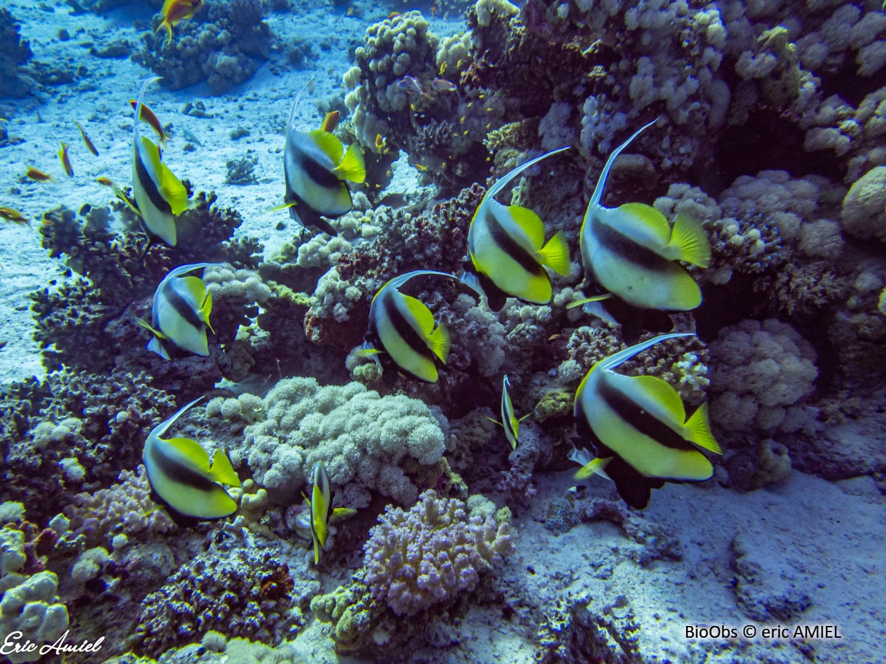 Poisson-cocher de Mer Rouge - Heniochus intermedius - eric AMIEL - BioObs