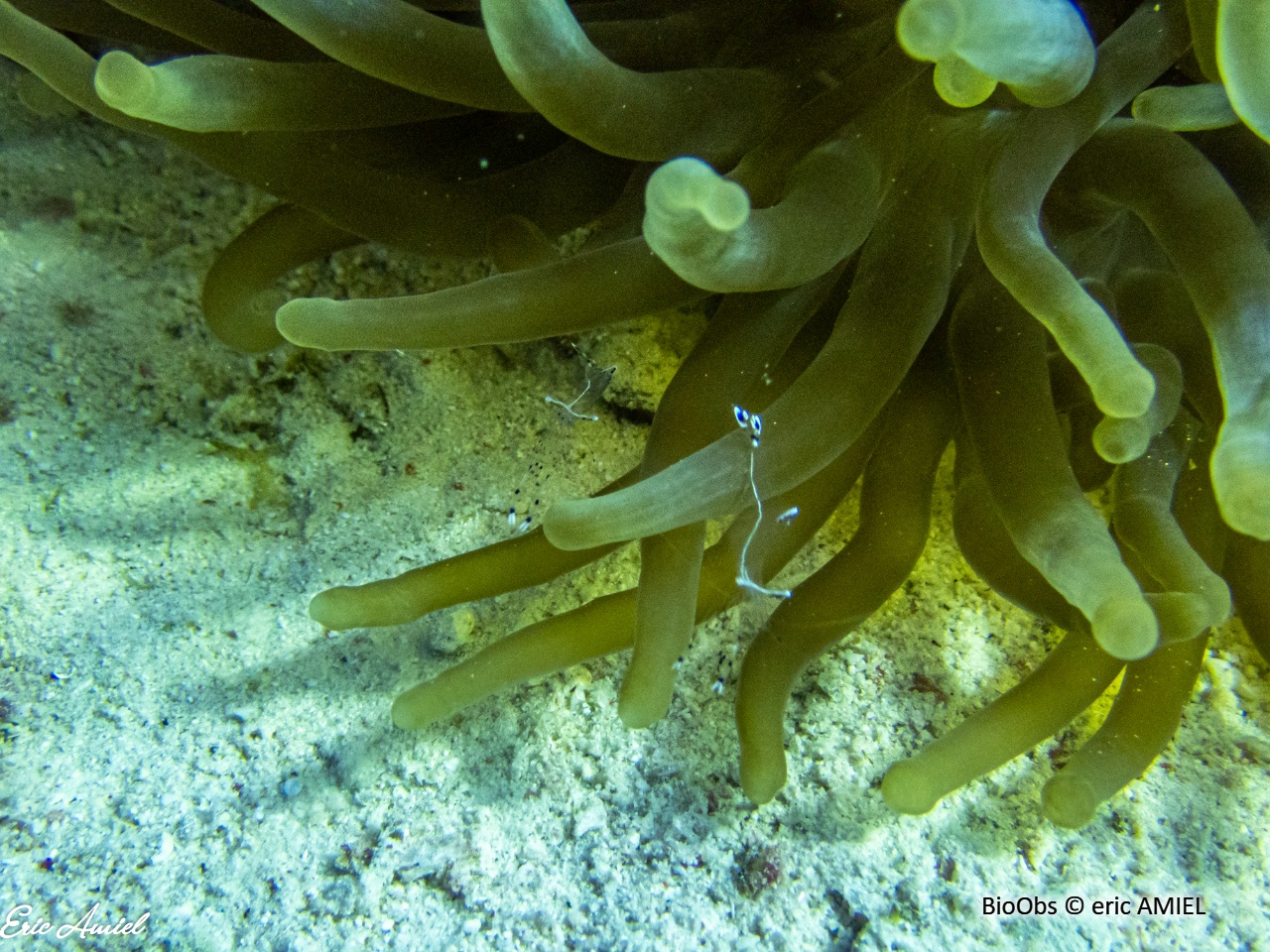 Crevette des anémones à longs bras - Ancylomenes longicarpus - eric AMIEL - BioObs