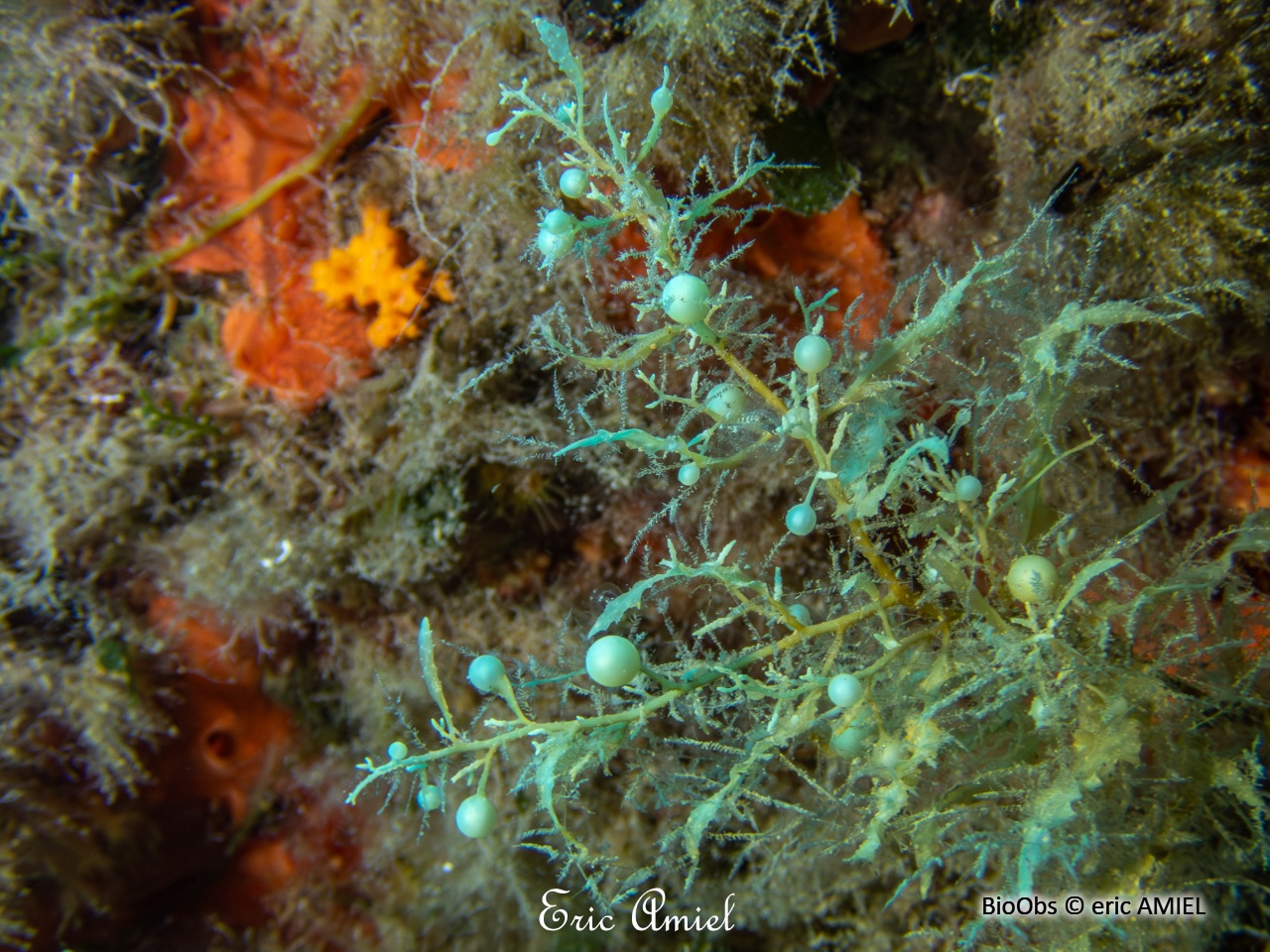 Sargasse commune - Sargassum vulgare - eric AMIEL - BioObs