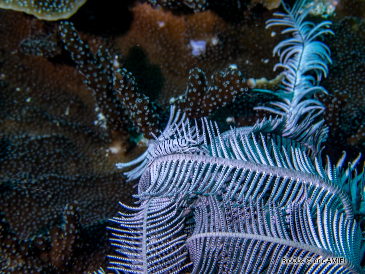Crevette des crinoides - Periclimenes crinoidalis - eric AMIEL - BioObs