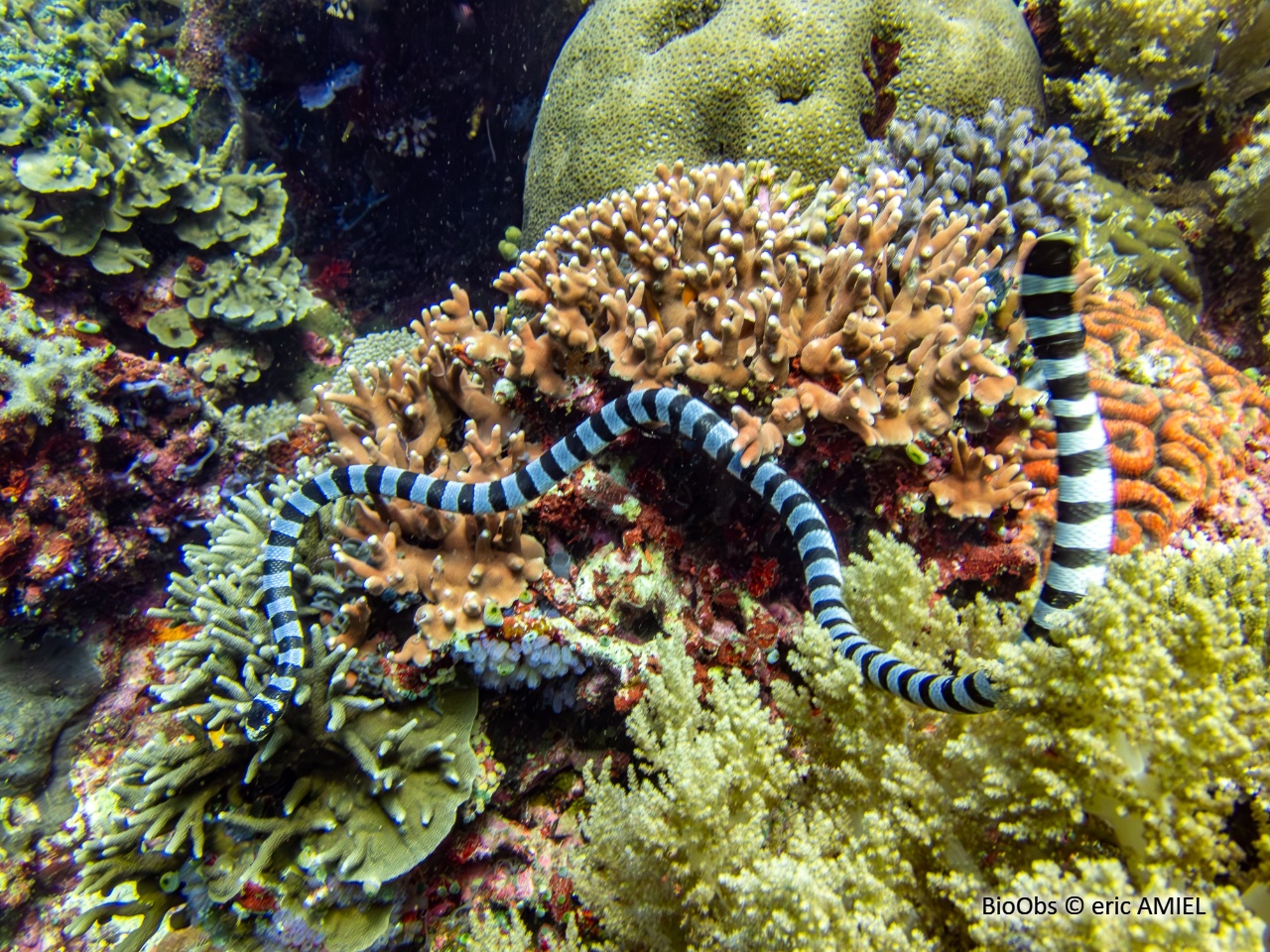 Tricot rayé - Laticauda laticaudata - eric AMIEL - BioObs