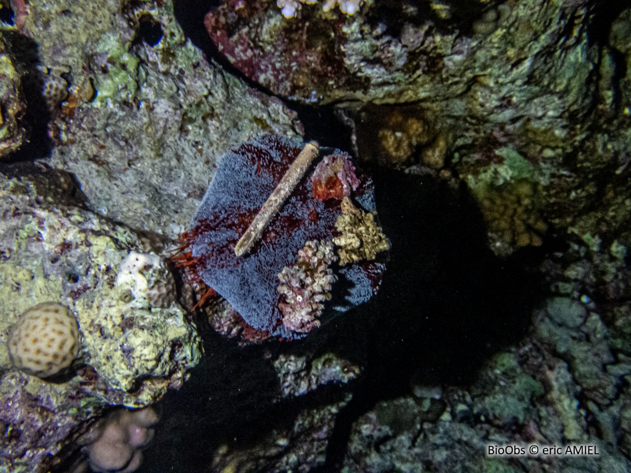 Oursin-cuir de mer Rouge - Asthenosoma marisrubri - eric AMIEL - BioObs