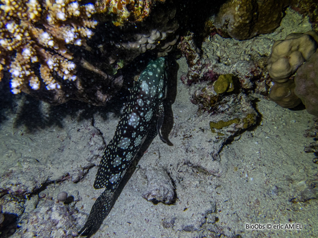 Mérou de Summan - Epinephelus summana - eric AMIEL - BioObs