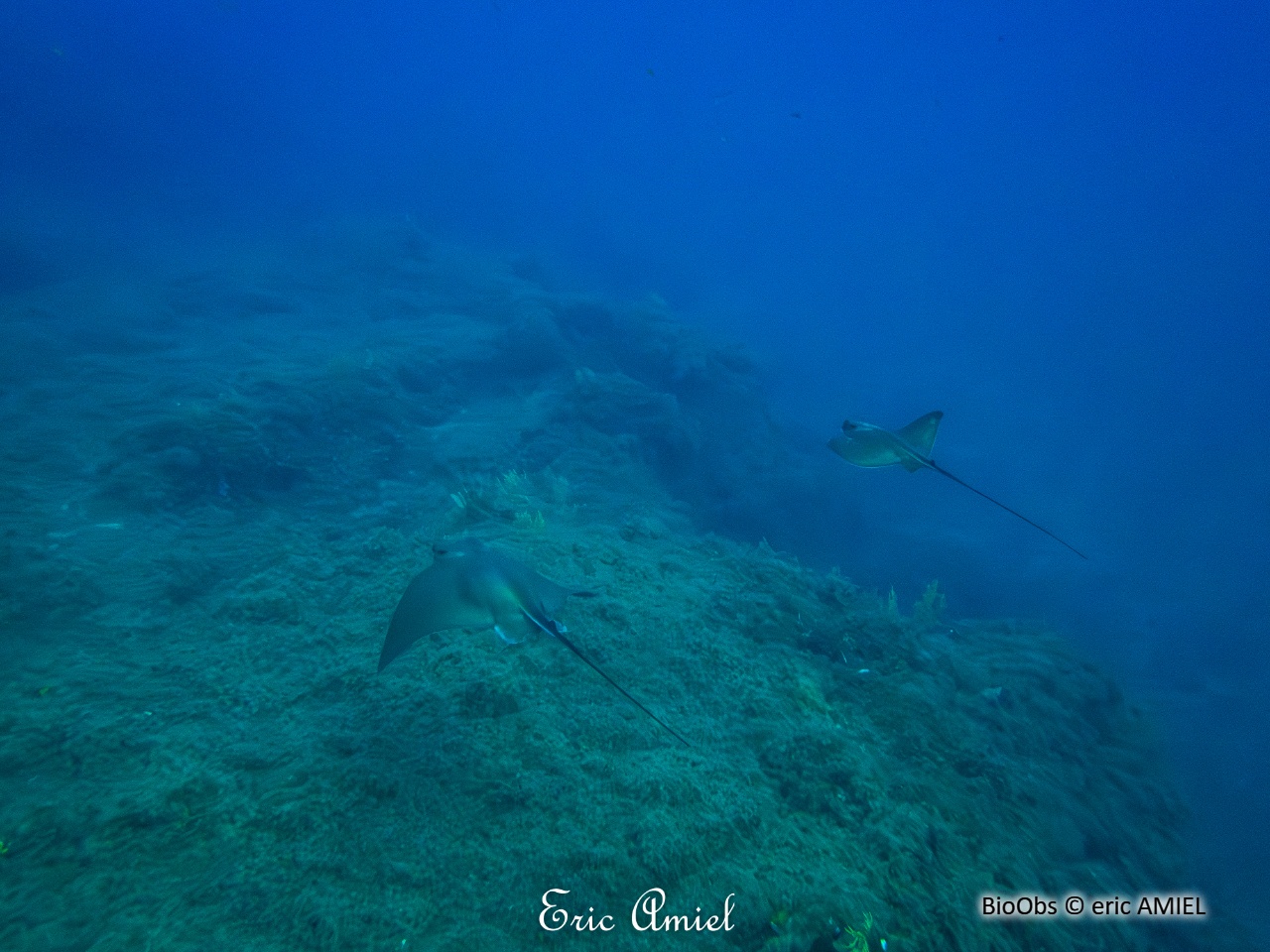 Raie aigle - Myliobatis aquila - eric AMIEL - BioObs