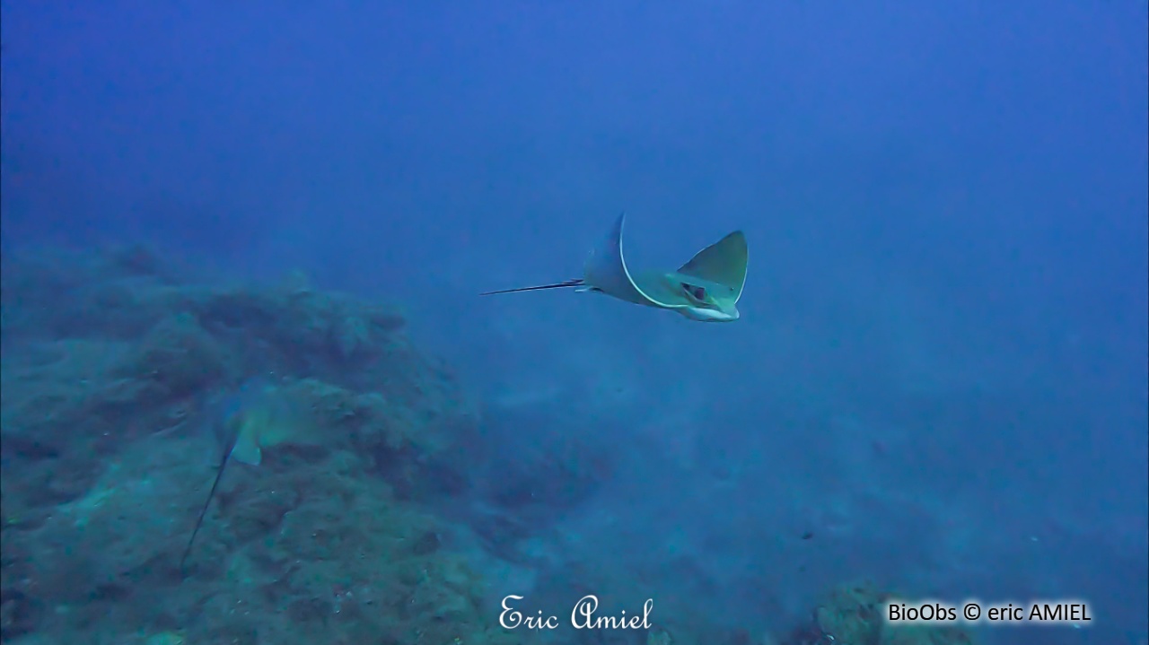 Raie aigle - Myliobatis aquila - eric AMIEL - BioObs