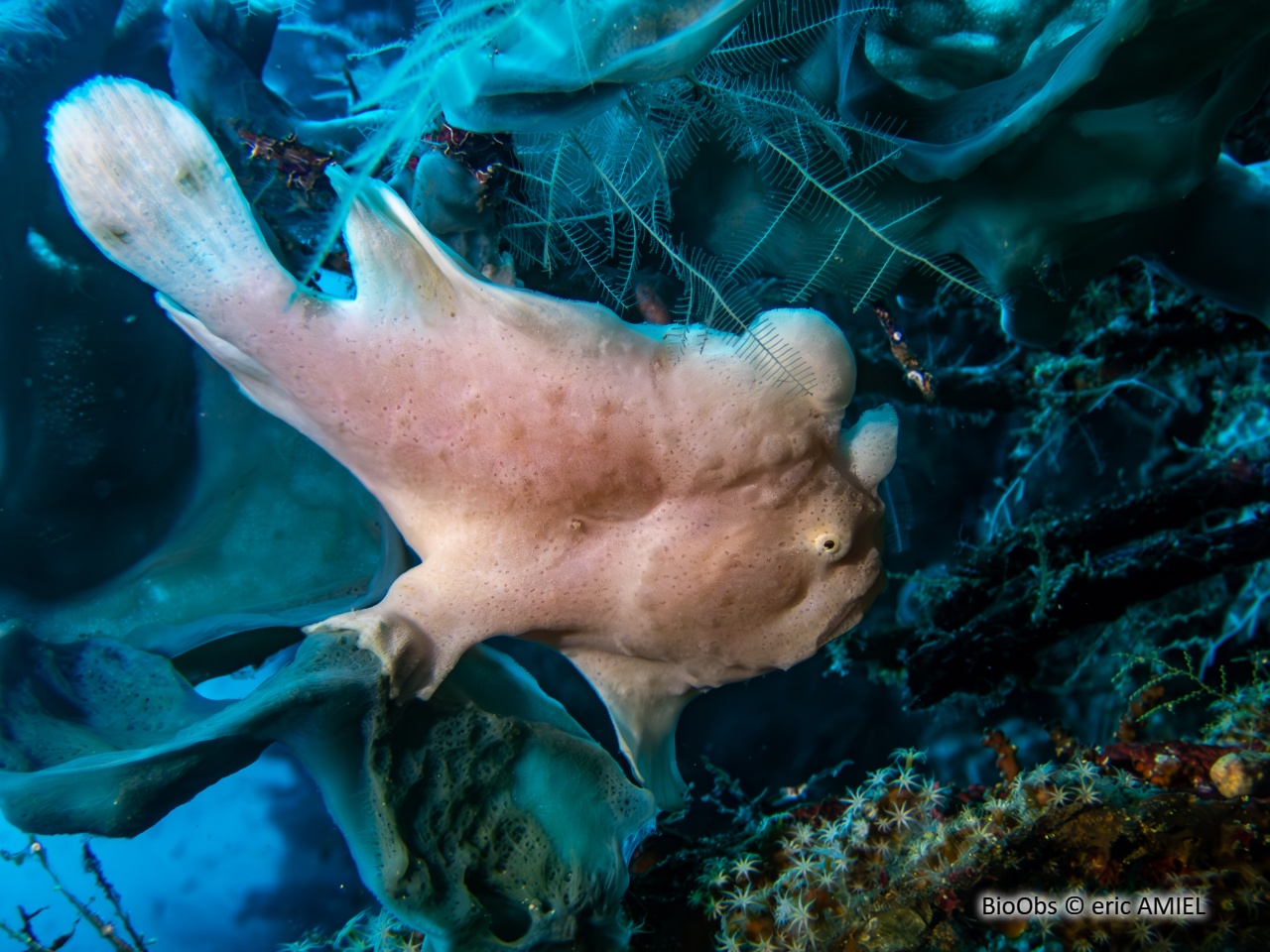 Antennaire géant - Antennarius commerson - eric AMIEL - BioObs