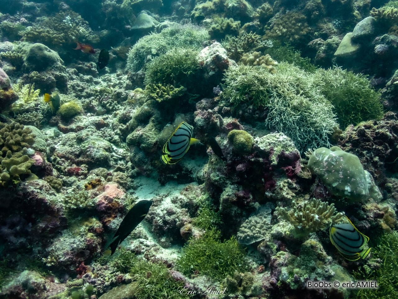 Poisson-papillon de Meyer - Chaetodon meyeri - eric AMIEL - BioObs