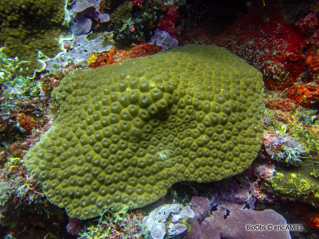 Montastrea (genre) - Montastrea sp - eric AMIEL - BioObs