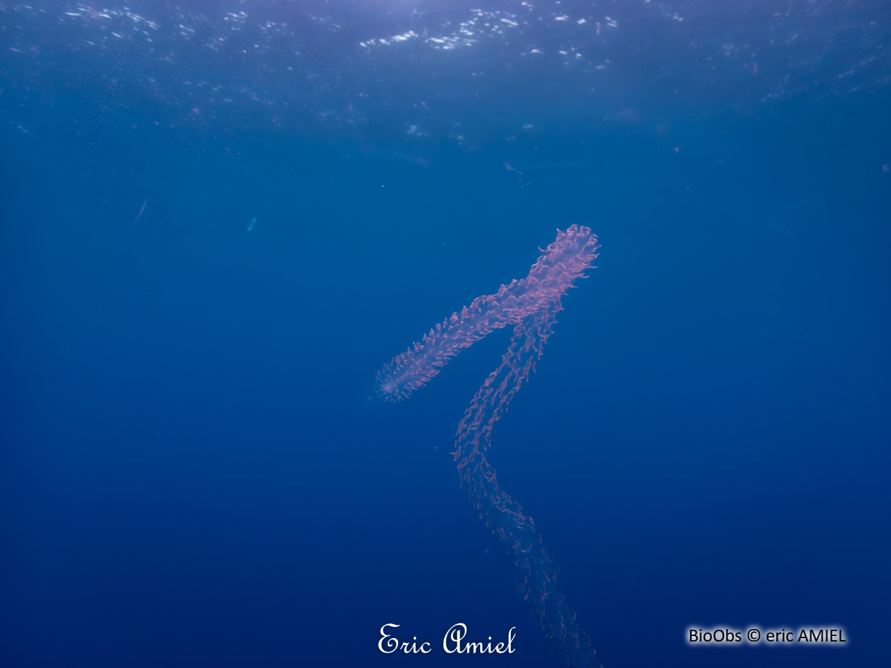 Siphonophores Forskalia (edwardsii/contorta) - Forskalia - eric AMIEL - BioObs