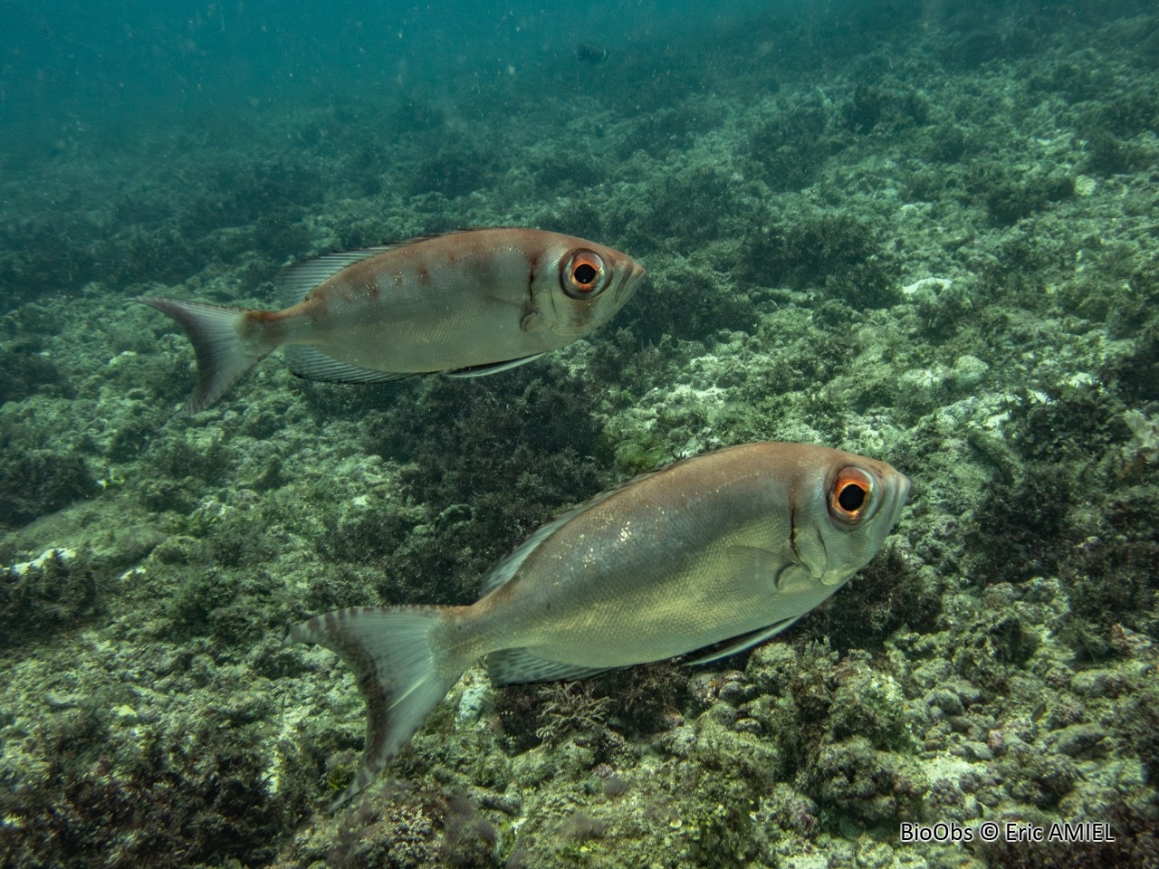 Gros-yeux commun - Priacanthus hamrur - Eric AMIEL - BioObs