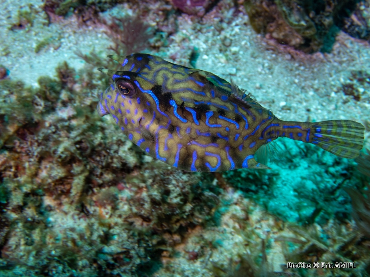 Poisson vache à épine dorsale - Lactoria fornasini - Eric AMIEL - BioObs