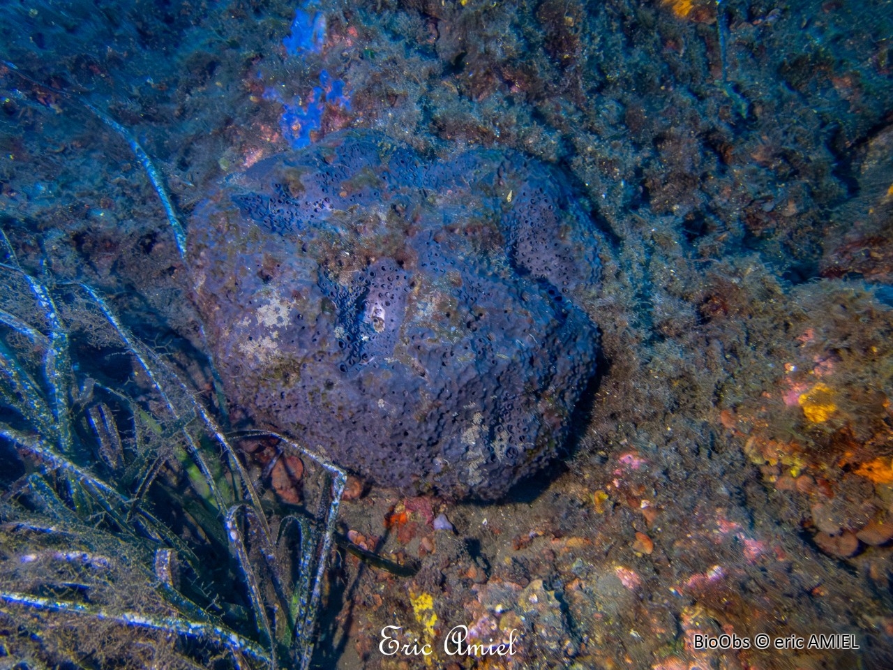 Eponge fétide - Sarcotragus foetidus - eric AMIEL - BioObs