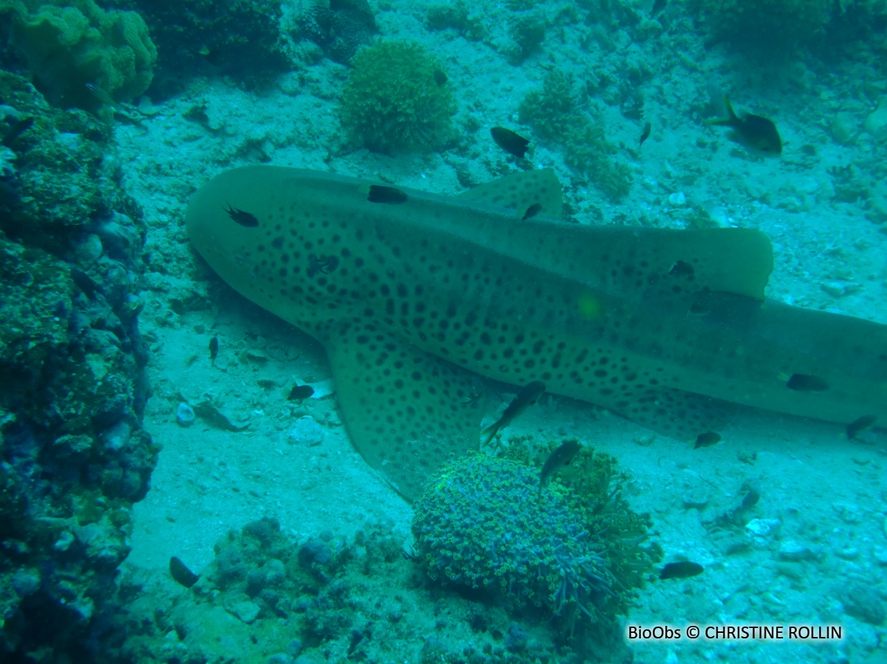 Requin zèbre - Stegostoma fasciatum - CHRISTINE ROLLIN - BioObs