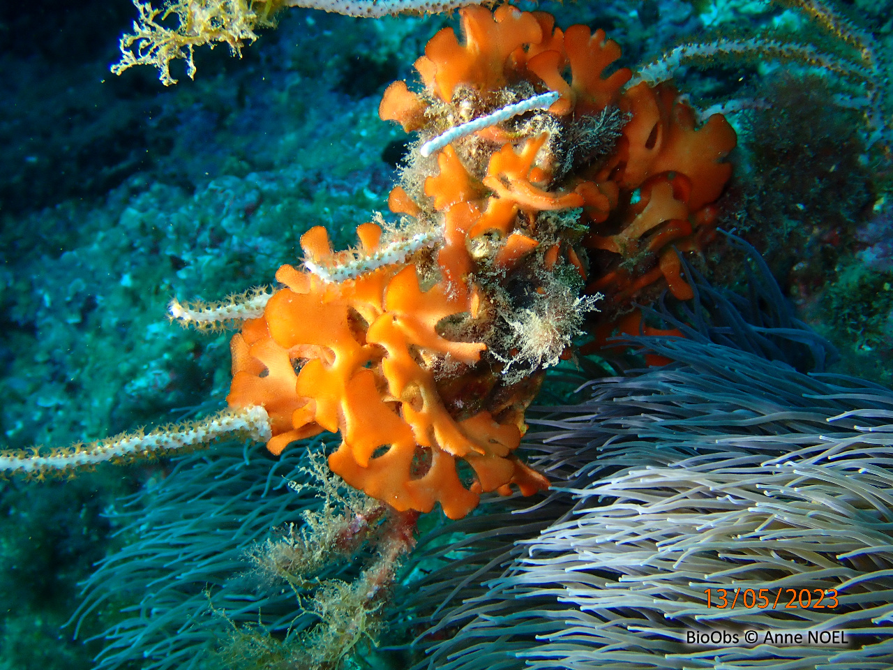 Rose de mer Méditerranéenne - Pentapora fascialis - Anne NOEL - BioObs