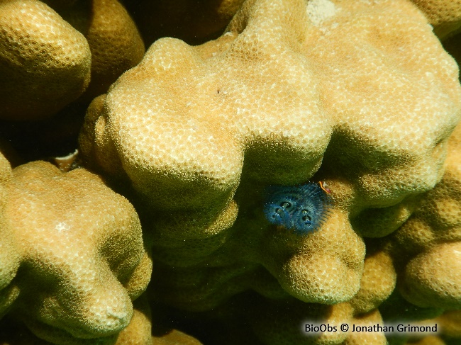 Corail-étoile lisse - Porites lobata - Jonathan Grimond - BioObs