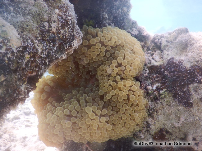 Corail à bulles sinueux - Plerogyra sinuosa - Jonathan Grimond - BioObs