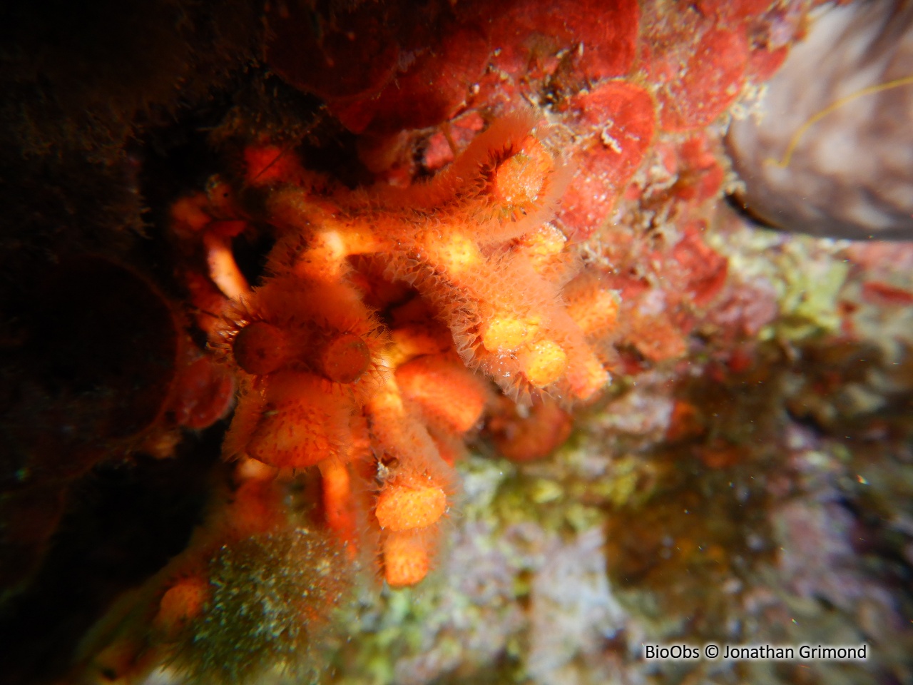 Faux corail - Myriapora truncata - Jonathan Grimond - BioObs