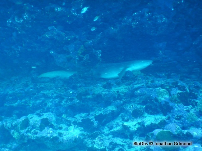 Requin-nourrice fauve - Nebrius ferrugineus - Jonathan Grimond - BioObs