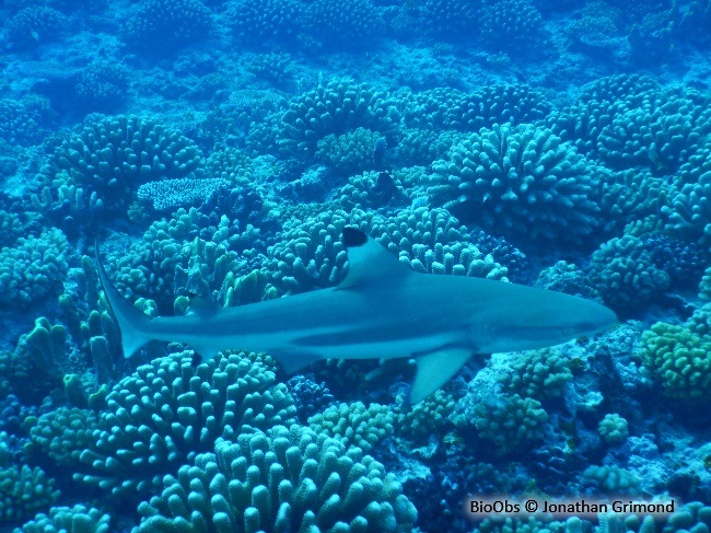 Requin à pointes noires - Carcharhinus melanopterus - Jonathan Grimond - BioObs