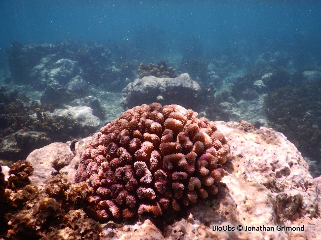 Pocillopore corne d'élan - Pocillopora grandis - Jonathan Grimond - BioObs