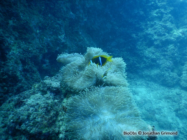 Poisson-clown à nageoires jaunes - Amphiprion chrysopterus - Jonathan Grimond - BioObs
