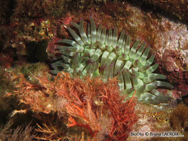 Anémone charnue - Cribrinopsis crassa - Bruno LACROIX - BioObs