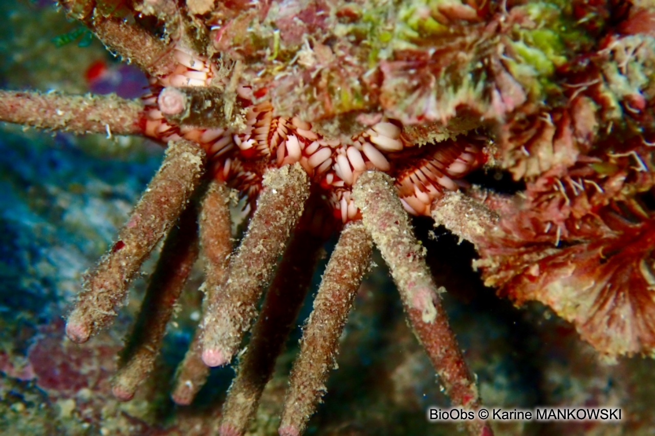 Oursin-lance antillais - Eucidaris tribuloides - Karine MANKOWSKI - BioObs