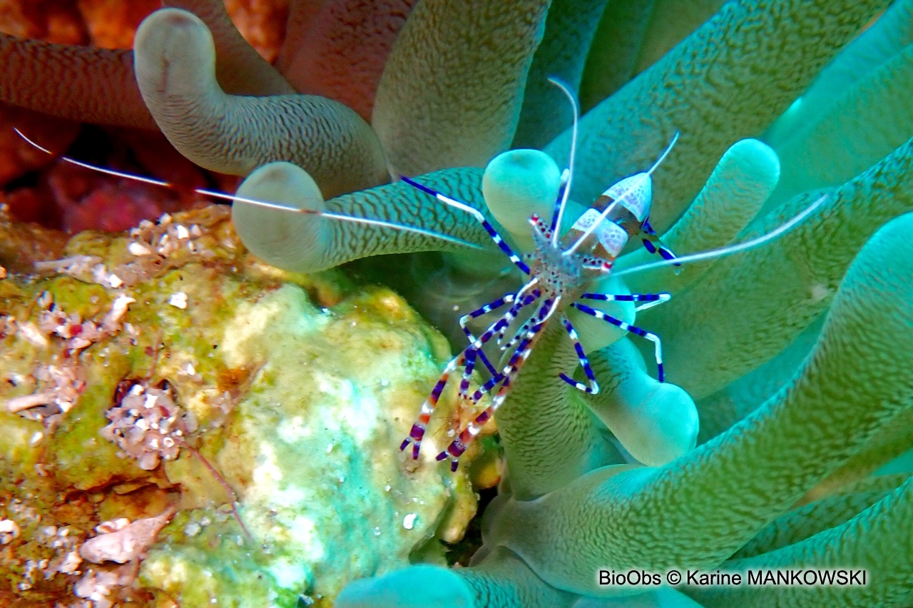 Crevette du Yucatan - Periclimenes yucatanicus - Karine MANKOWSKI - BioObs