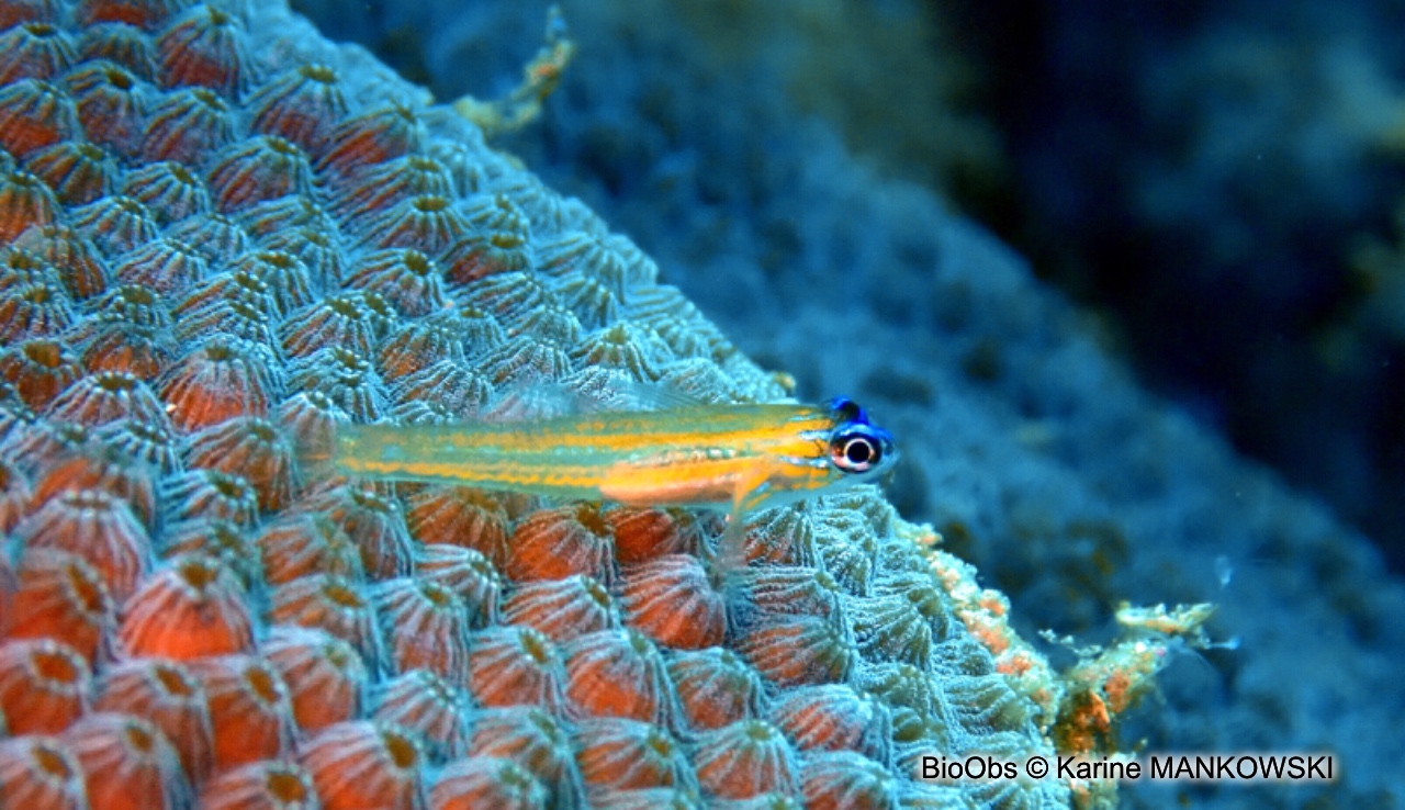 Gobie-néon jaune à nez bleu - Coryphopterus lipernes - Karine MANKOWSKI - BioObs