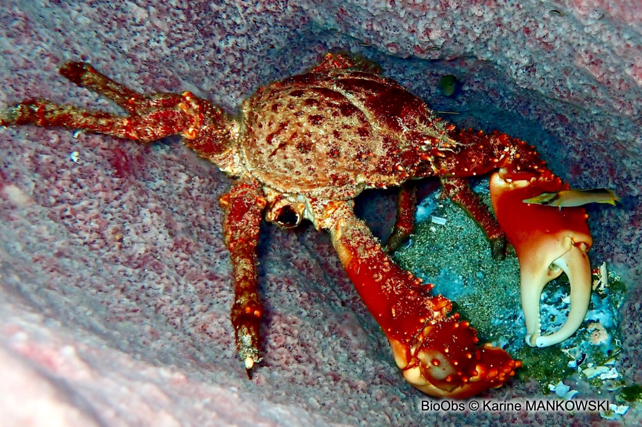 Araignée de mer verruqueuse - Maguimithrax spinosissimus - Karine MANKOWSKI - BioObs