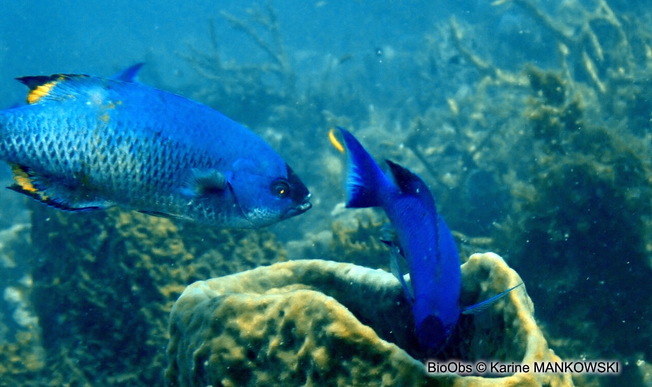 Manioc-bouteille - Clepticus parrae - Karine MANKOWSKI - BioObs