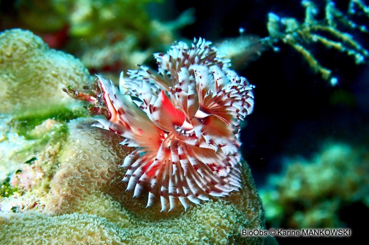 Ver arbre de Noël - Spirobranchus giganteus - Karine MANKOWSKI - BioObs