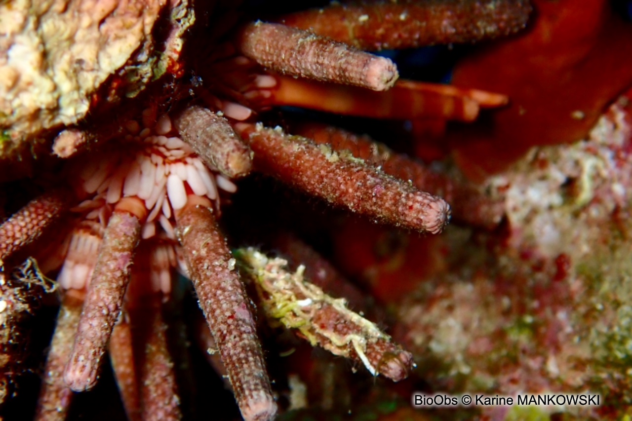 Oursin-lance antillais - Eucidaris tribuloides - Karine MANKOWSKI - BioObs