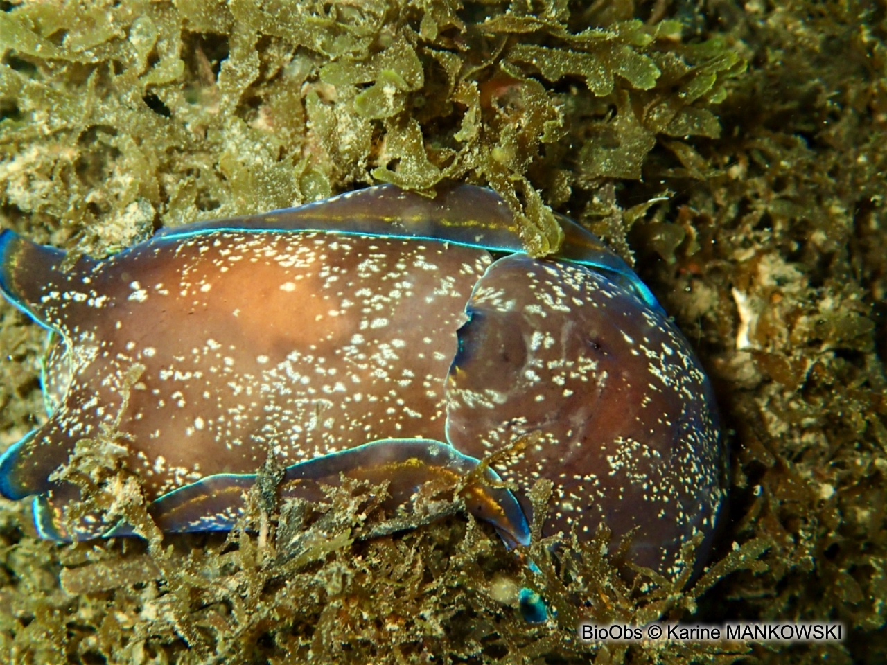 Aglaja charnue - Philinopsis depicta - Karine MANKOWSKI - BioObs