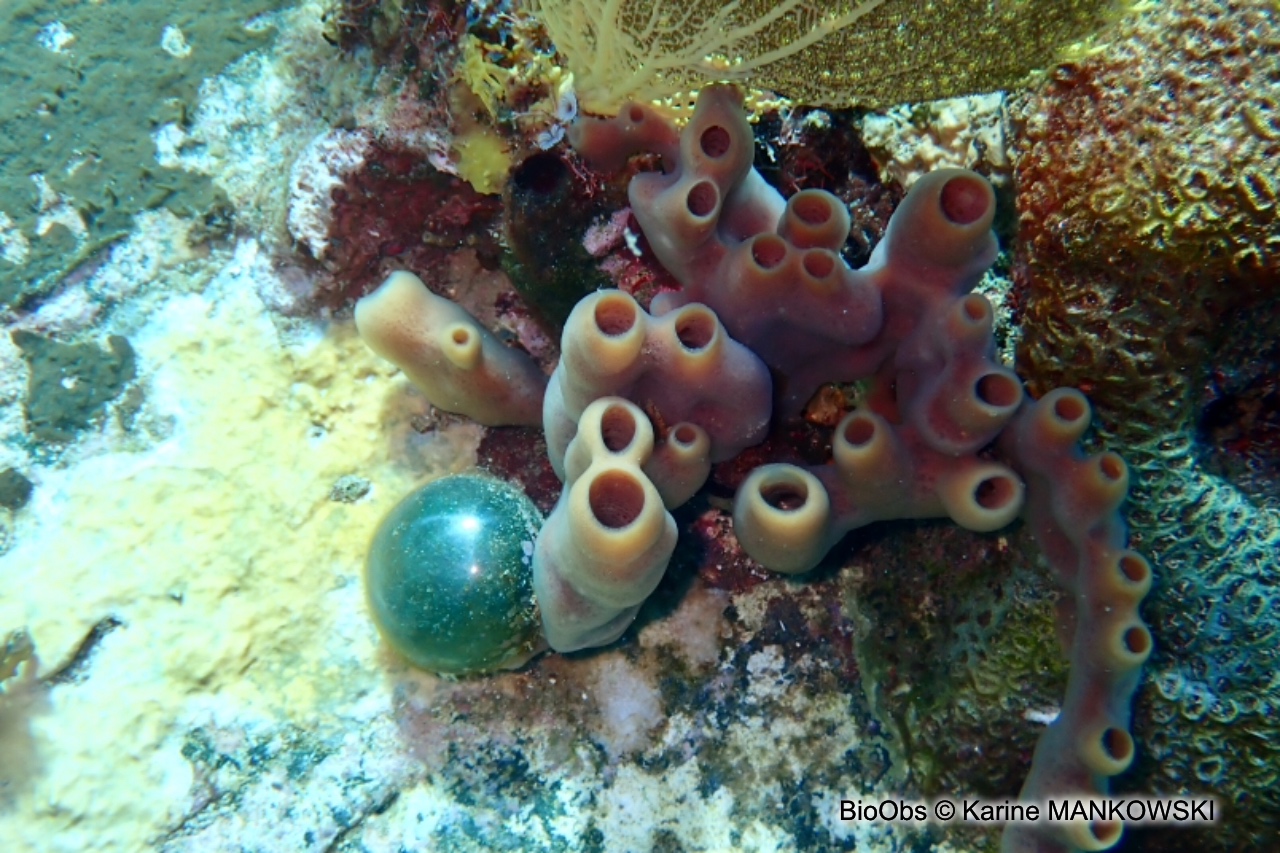 Valonie perle - Valonia ventricosa - Karine MANKOWSKI - BioObs