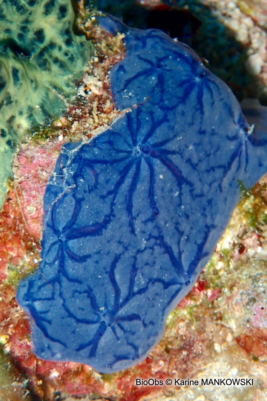 Eponge étoilée bleue - Halisarca caerulea - Karine MANKOWSKI - BioObs