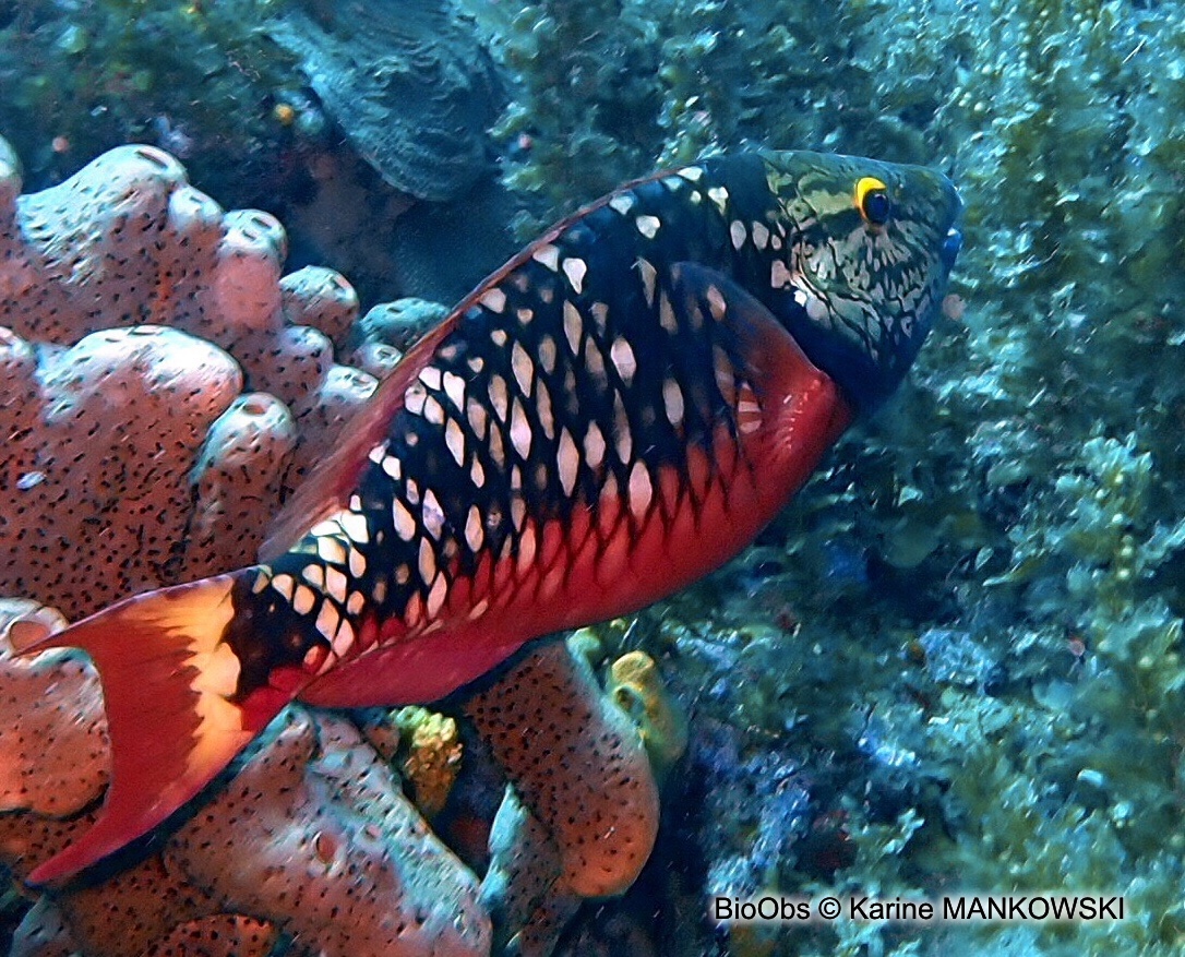 Perroquet feu tricolore - Sparisoma viride - Karine MANKOWSKI - BioObs