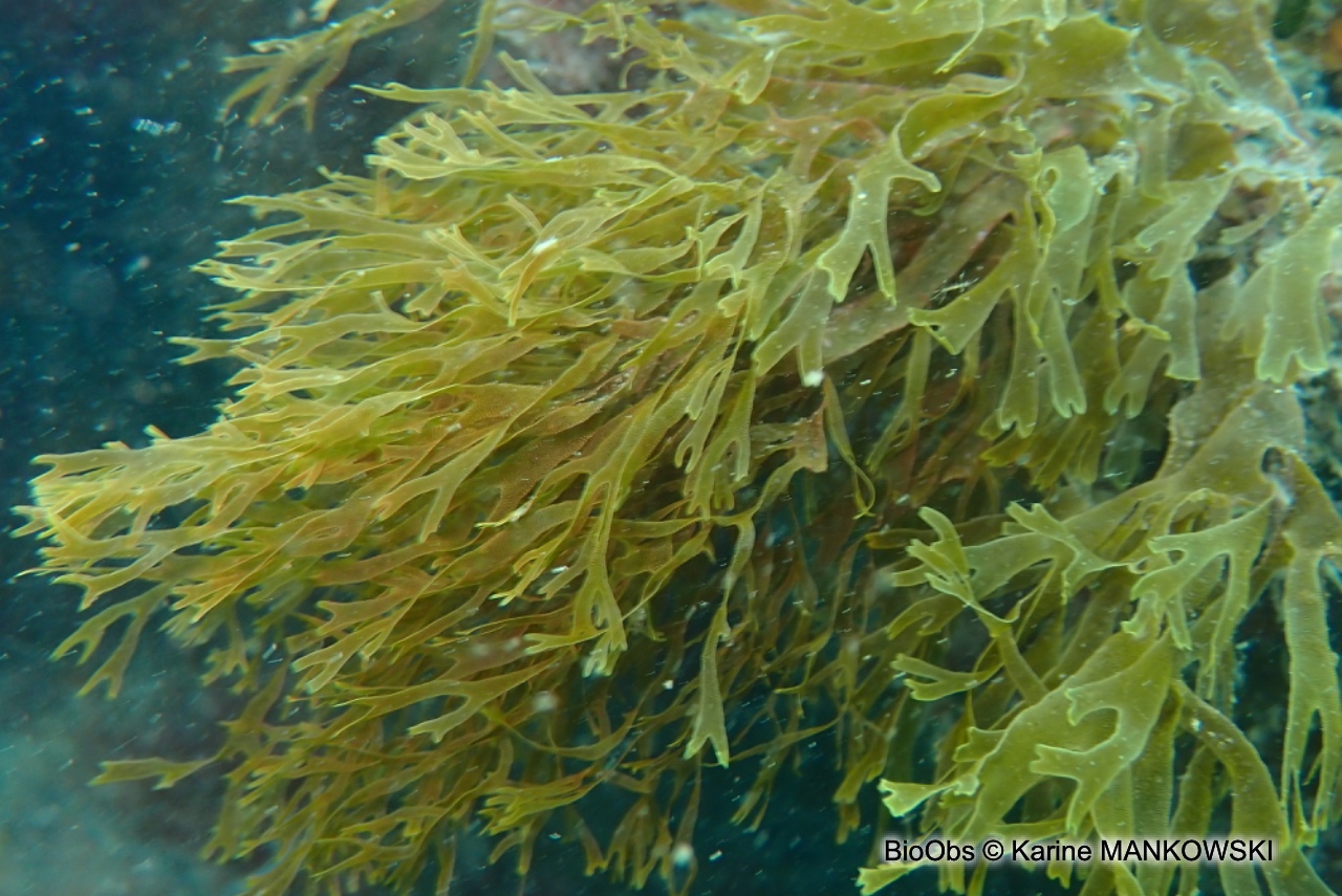 Dictyote - Dictyota dichotoma - Karine MANKOWSKI - BioObs