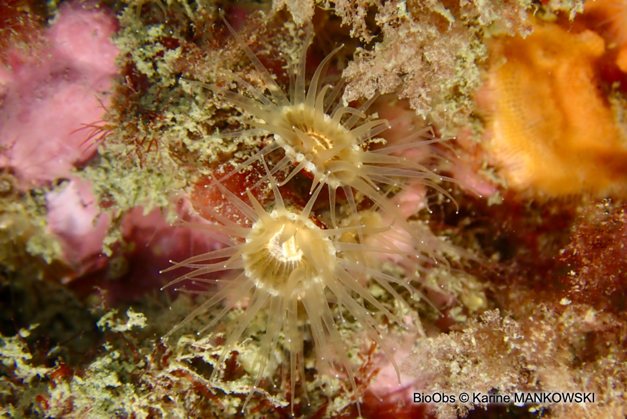Anémone encroûtante grise - Epizoanthus paxii - Karine MANKOWSKI - BioObs