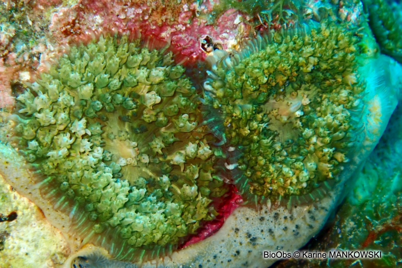 Corallimorphaire verruqueux - Rhodactis osculifera - Karine MANKOWSKI - BioObs