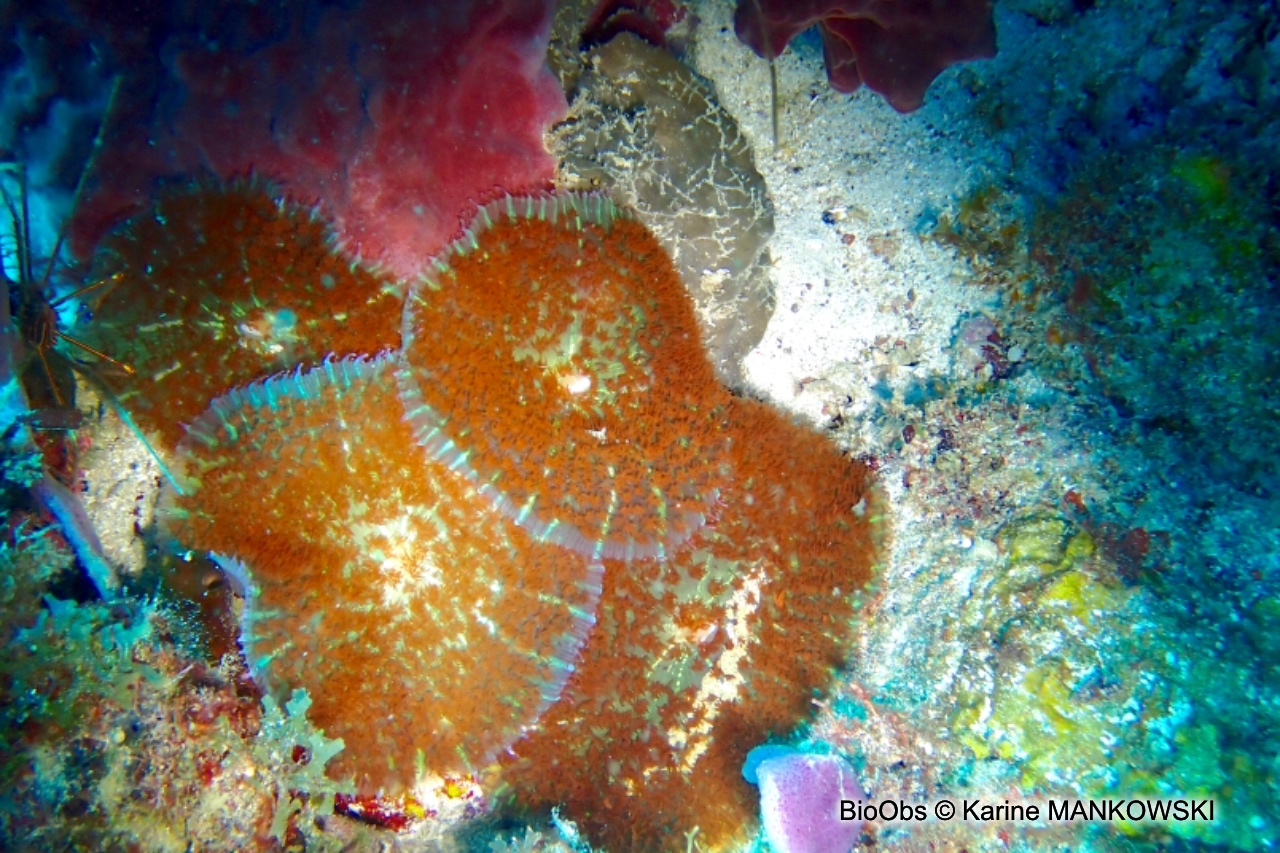 Corallimorphaire verruqueux - Rhodactis osculifera - Karine MANKOWSKI - BioObs