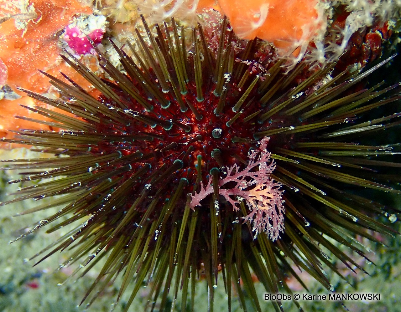 Oursin violet - Paracentrotus lividus - Karine MANKOWSKI - BioObs