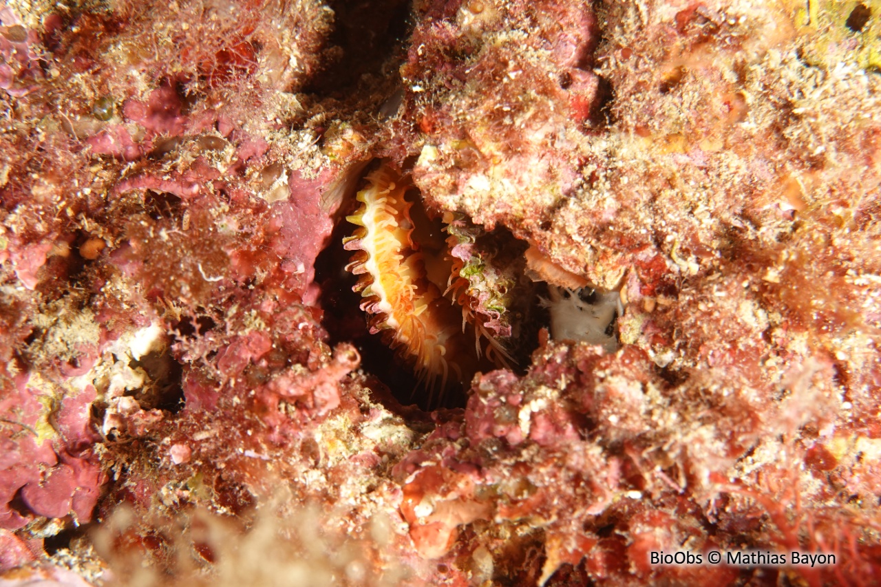 Lime écailleuse - Lima lima - Mathias Bayon - BioObs